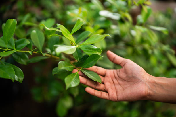 How Our Tree Care Process Works  in  Davis Junction, IL